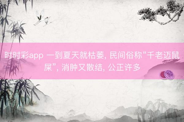 時時彩app 一到夏天就枯萎, 民間俗稱“千老邁鼠屎”, 消腫又散結, 公正許多
